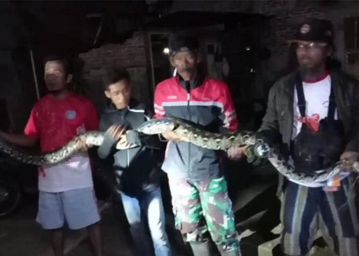 ular-sanca-kembang-ukuran-35-meter-ditangkap-di-Kabupaten-Klaten.jpg