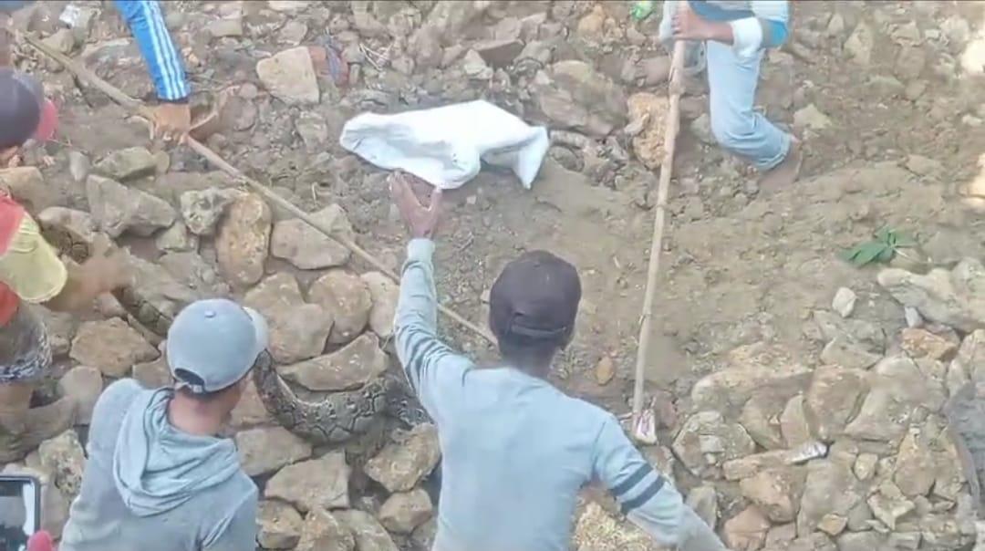 Geger Warga di Sampang Temukan Ular Piton 3 Meter, Nyaris Memangsa Pekerja Jembatan