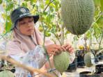 Aftin-Alafiyah-salah-satu-pengelola-Gen-Sobo-Farm-saat-ditemui-di-lahan-budidaya-melon.jpg