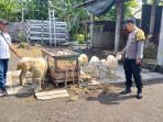 Aipda-Heri-Subianto-peternakan-kambing.jpg