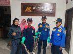 Anggota-Satpol-PP-Lamongan-mengevakuasi-2-ekor-ular-welang-dan-sanca-di.jpg