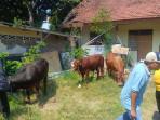 Anggota-Satreskrim-Polres-Probolinggo-Kota-saat-mengamankan-beberapa-ekor-sapi.jpg