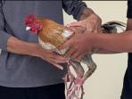 Ayam-jantan-milik-AF-44-warga-Desa-Rejotangan-Kecamatan-Rejotangan.jpg