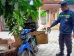 Barang-bukti-sepeda-motor-dan-tempat-pengangkutan-buah-naga-milik-tersangka.jpg