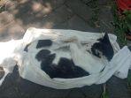 Belasan-kucing-di-Jalan-Danau-Maninjau-Barat-1-Blok-B1-Kelurahan-Sawojajar-Kecamatan-Kedungkandang.jpg