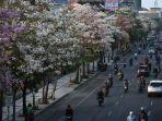 Deretan-pohon-Tabebuya-dengan-bunga-bermekaran.jpg