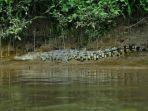 Foto-buaya-muara-singgah-di-tepian-Sungai-Desa-Bayeman-Probolinggo.jpg