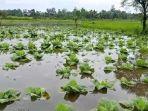 Hujan-mengguyur-lahan-pertanian-tembakau-di-Kabupaten-Lumajang.jpg