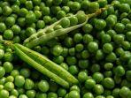 Ilustrasi-kacang-polong-untuk-menu-diet.jpg
