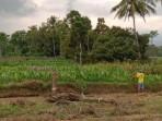 Ilustrasi-sawah-di-Kecamatan-Tlogosari-Bonfowoso-pada-Kamis-2592025.jpg