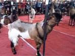 Gelar Kontes Kambing Jerabang di Tulungagung, Upaya Penetapan Galur Lokal demi Kejar Standar SNI