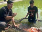 Kisah-sukses-pemuda-Ponorogo-budidaya-ikan-koi-asal-Jepang.jpg