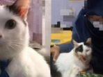 Kisah-viral-seekor-kucing-yang-ditinggal-di-rumah-peliharaan-saat-majikannya-umrah-14-hari.jpg
