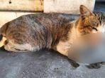 Kondisi-kucing-yang-dilaporkan-ke-Dispangtan-oleh-warga-Kota-Malang.jpg