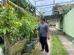 LAKU-KERAS-Penjual-bibit-pohon-buah-di-Ponorogo-Zacky-Arista-Kencana-Putra-saa.jpg