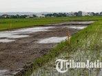 Lahan-pertanian-di-Jalan-Soekarno-Hatta-Tulungagung-yang-akan-dilewati-Exit-Tol-Kediri-Tulungagung.jpg
