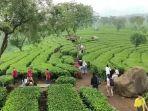 Menjelang-libur-imlek-2023-Wisata-Kebun-Teh-Wonosari-Kabupaten-Malang-dipada.jpg