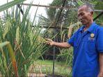 Ngateman-memperlihatkan-padi-varietas-Sukma-dan-Kasima-di-Malang.jpg