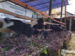 Pedagang-kambing-dadakan-mulai-berjualan-menjelang-Idul-Adha-di-Banyuwangi.jpg