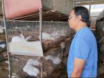 Kisah Sriyadi Purnomo Peternak Kelinci di Bojonegoro, Berawal dari Hobi hingga Mampu Raup Cuan