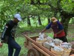 Petani-Desa-Tasikmadu-Kecamatan-Palang-Kabupaten-Tuban-mengangkut-hasil-panen-belimbing.jpg