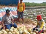 Petani-Melon-Desa-Sogo-Kecamatan-Balerejo-Kabupaten-Madiun.jpg