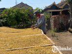 Petani-Tembakau-di-Ponorogo-Sarengat-saat-menjemur-hasil-panennya.jpg