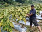Cuaca Tak Bersahabat, Harga Tembakau di Lereng Gunung Lawu Magetan Terjun Bebas