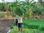 Petani-kangkung-darat-menikmati-hasil-panen-di-musim-kemarau-dengan-harga-yang-berpihak.jpg