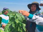 Petani-mengamati-kondisi-tanaman-tembakau-dari-serangan-hama.jpg