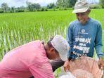 Petani-menyiapkan-pupuk-untuk-ditabur-di-sawahnya.jpg