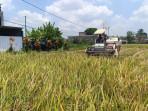 Petani-sedang-memanen-padi-menggunakan-mesin.jpg