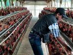 Peternak-ayam-petelur-sedang-menikmati-kenaikan-harga-telur-ayam-broiler.jpg
