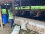 Peternak-sapi-Desa-Plalangan-Ponorogo-yang-hewannya-diduga-terserang-PMK.jpg