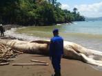 Paus Mati Terdampar di Pantai Nglarap Tulungagung, Bangkai Diikat Agar Tak Hanyut ke Laut