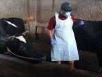 Petugas-dari-Pemkot-Malang-telah-memberikan-vaksinasi-kepada-sapi-milik-peternak.jpg
