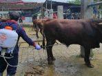 Petugas-melakukan-penyemprotan-disinfektan-pada-sapi-di-Pasar-Hewan-Dimoro.jpg