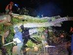 Pohon-anggrung-tumbang-dan-menutup-jalan-di-Jalan-Raya-Cangar-pohon-tumbang-di-kota-batua.jpg