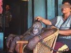 Pony-Orangutan-bersama-induk-semangnya-sebelum-diselamatkan-oleh-tim-rehabilitasi-BOS-Foundation.jpg