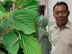 Peneliti Unair Temukan Senyawa Antikanker dari Tanaman Asli Indonesia Daun Apa-Apa