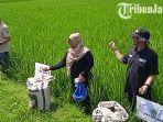 Pupuk-Organik-Si-Jempol-ditaburkan-di-lahan-petani-Desa-Sumberejo.jpg