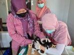 Puskeswan-Kedungwaru-Tulungagung-menyuntikkan-vaksin-rabies-ke-seekor-kucing-ilustrasi-kucing.jpg