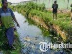 Ribuan-ikan-mati-diduga-diracun-di-Sungai-Desa-Glondonggede-Tambakboyo-Tuban1.jpg