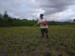 Salah-seorang-petani-di-Kabupaten-Kediri-saat-memupuk-padi-miliknya.jpg