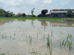 Sawah-di-Desa-Kedungmlati-Kecamatan-Kesamben-Kabupaten-Jombang-terendam-banjir.jpg