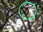 Screnshot-video-Lutung-Jawa-yang-bergelantungan-di-pohon-dekat-Dam-Gendol.jpg