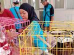 Sejumlah-kucing-dimasukkan-dalam-kandang-untuk-menunggu-giliran-divaksin.jpg