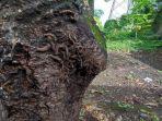 Teror-ulat-bulu-juga-meneror-Lingkungan-Ngembak-Desa-Patihan-Kidul-Kabupaten-Ponorogo.jpg