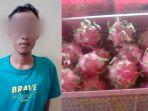 Tersangka-pencurian-buah-naga-di-Banyuwangi.jpg