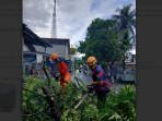 Hujan Disertai Angin Kencang, 3 Pohon Tumbang di Bondowoso, 1 Timpa Rumah Warga